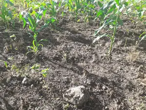 Viwanja Vya Makazi 20 Kwa 20 Bei Kuanzia 1.6M