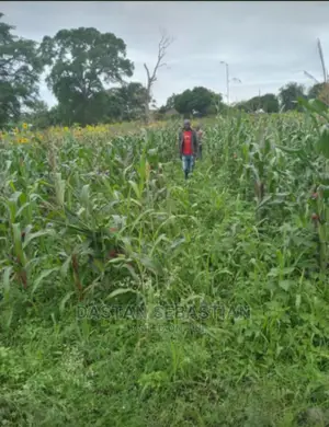 Viwanja Bora Kwa Bei Nafuu