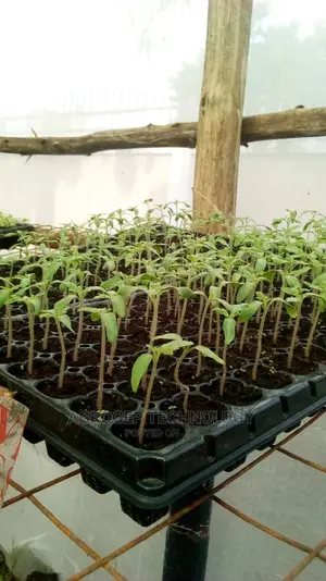 Seedlings Tray