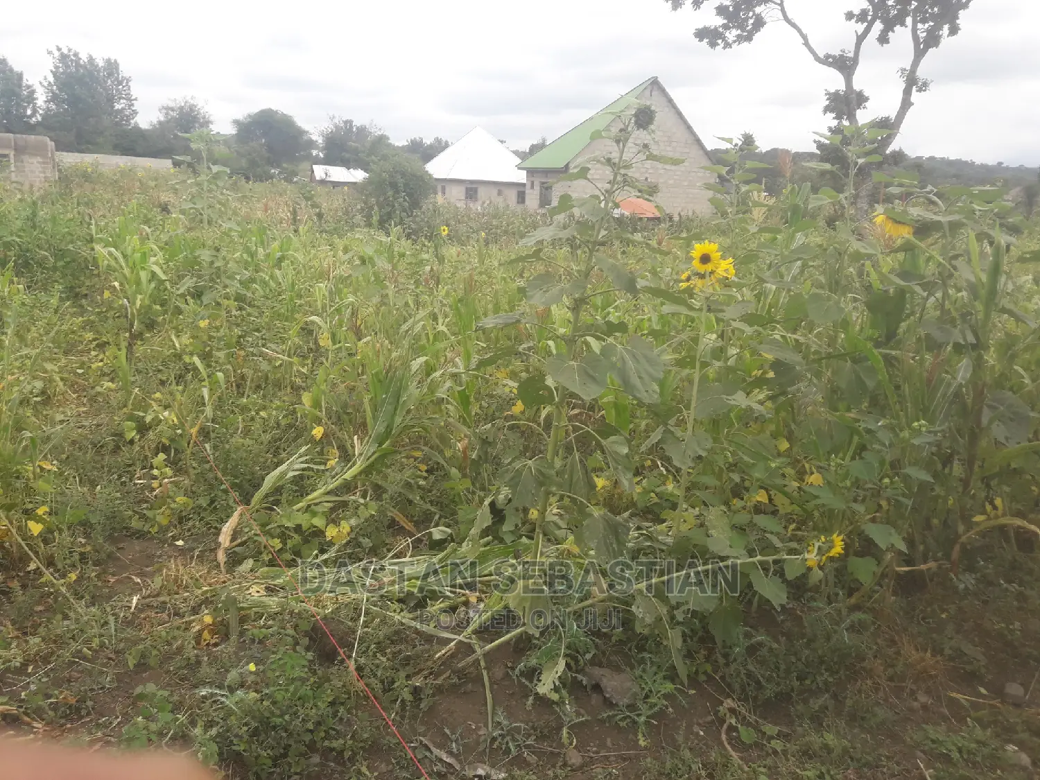 Viwanja Arusha Na Moshi