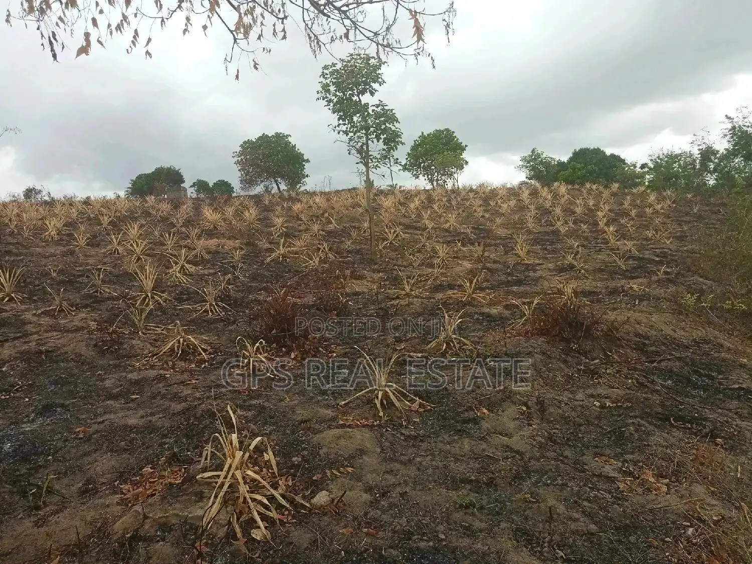 Shamba Linauzwa ( Land for Sale 6 Acres )