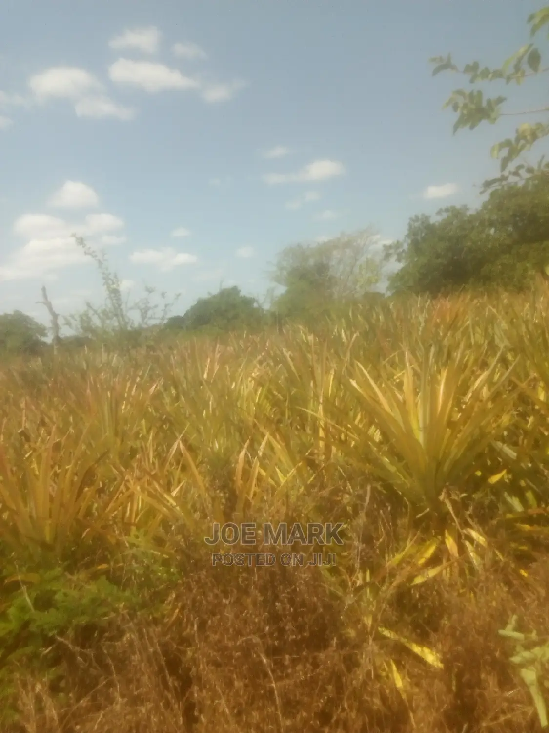 Shamba Lenye Nanasi Linauzwa