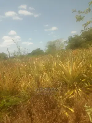 Shamba Lenye Nanasi Linauzwa