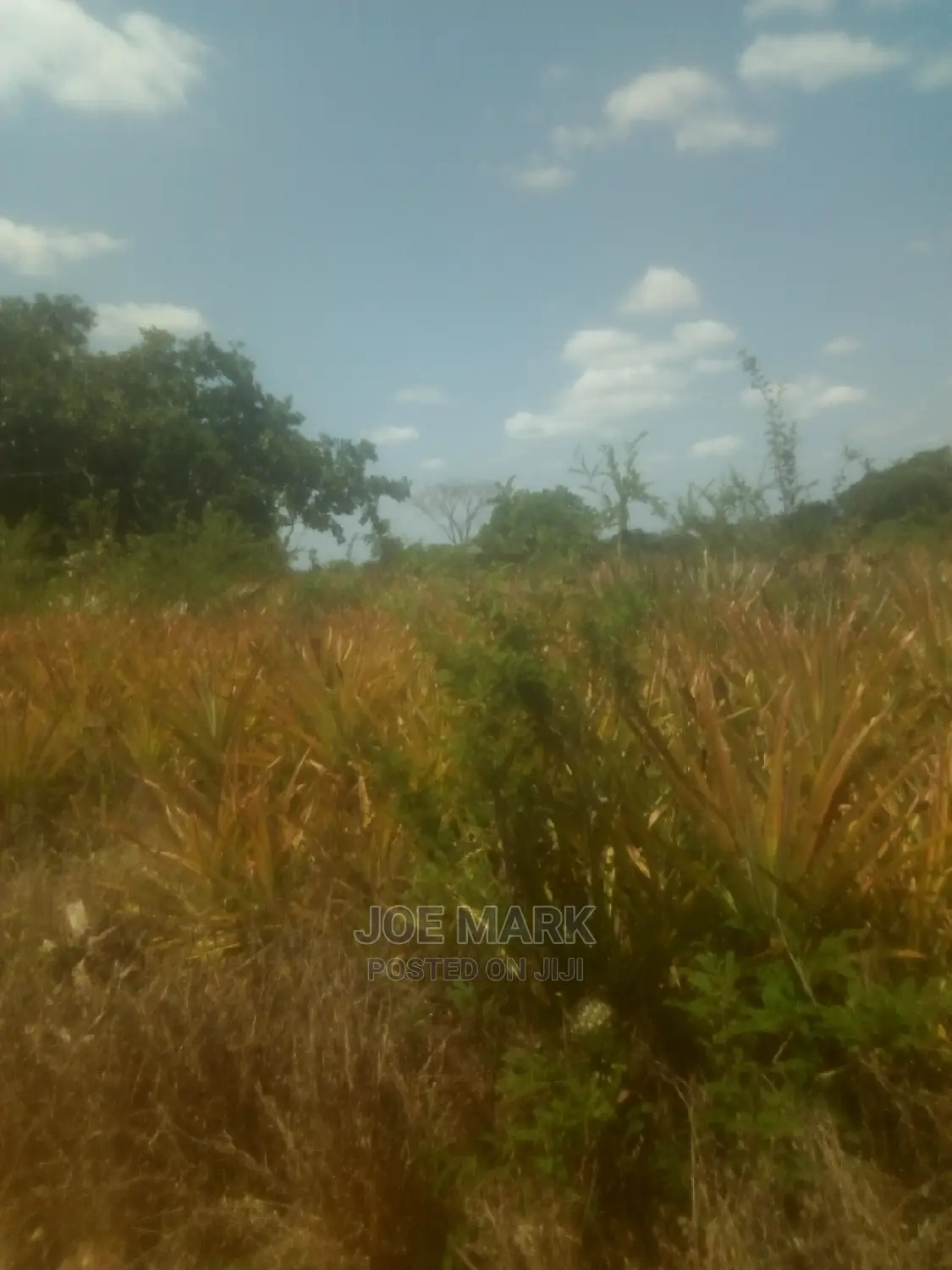 Shamba Lenye Nanasi Linauzwa