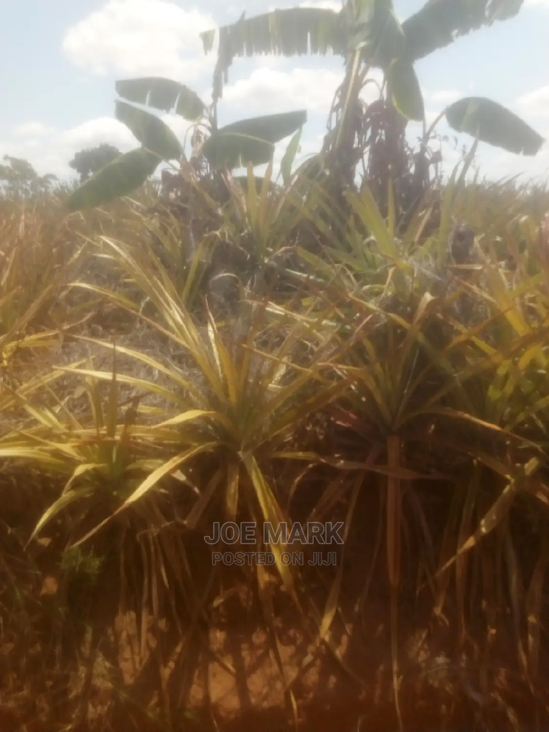 Shamba Lenye Nanasi Linauzwa