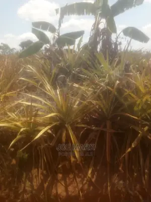 Shamba Lenye Nanasi Linauzwa