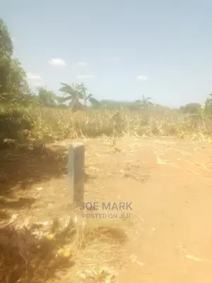 Shamba Lenye Nanasi Linauzwa