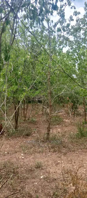 Shamba Linauzwa Mbwewe Pwani Ukubwa 100