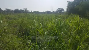 Shamba Linauzwa Kiwangwa Ukubwa Acre 20 Za Pamoja