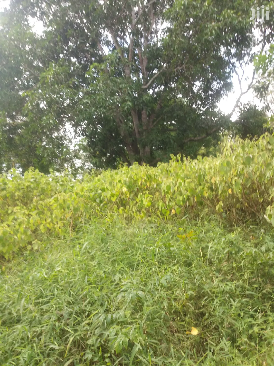 Shamba Linauzwa