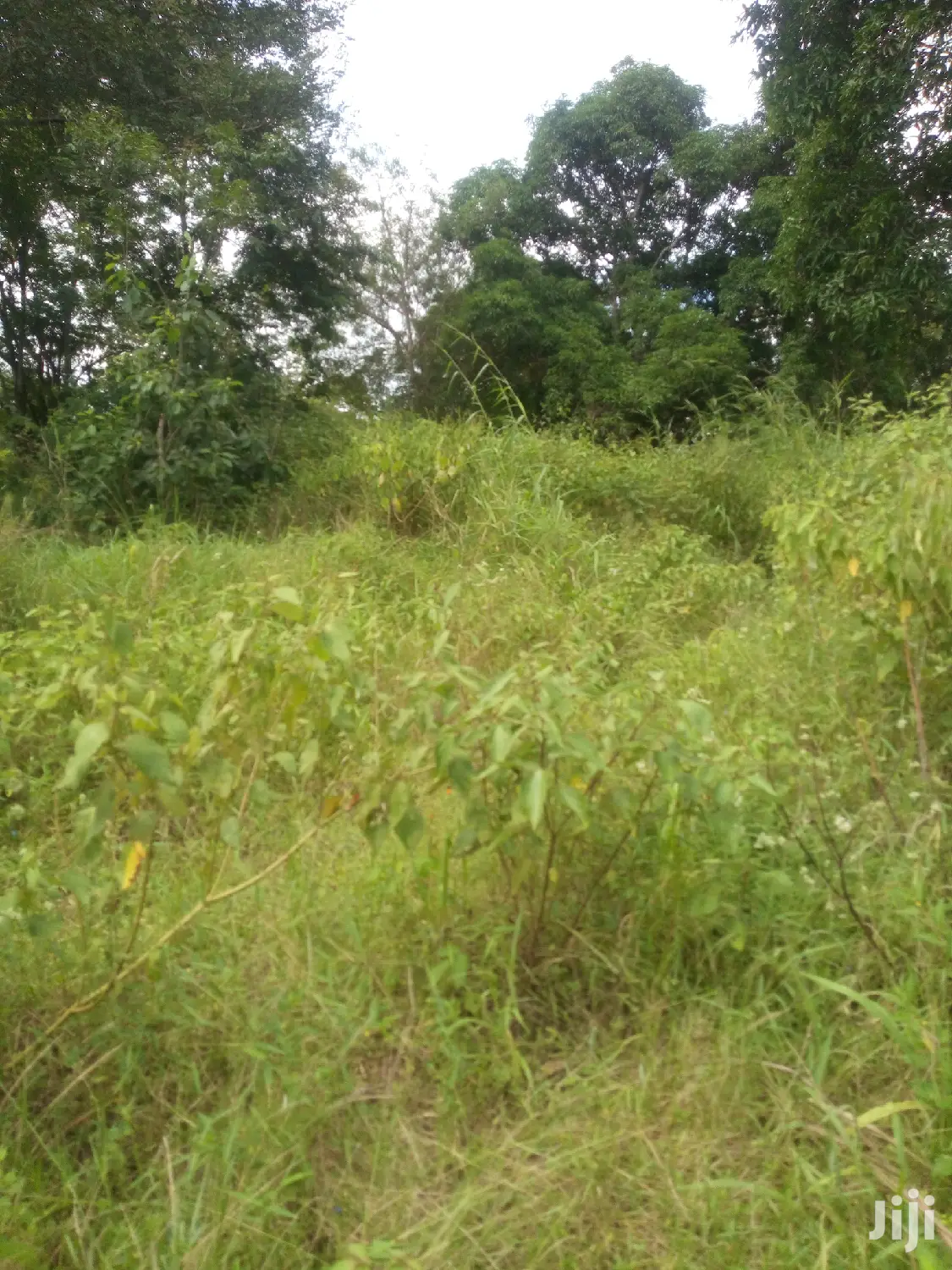 Shamba Linauzwa