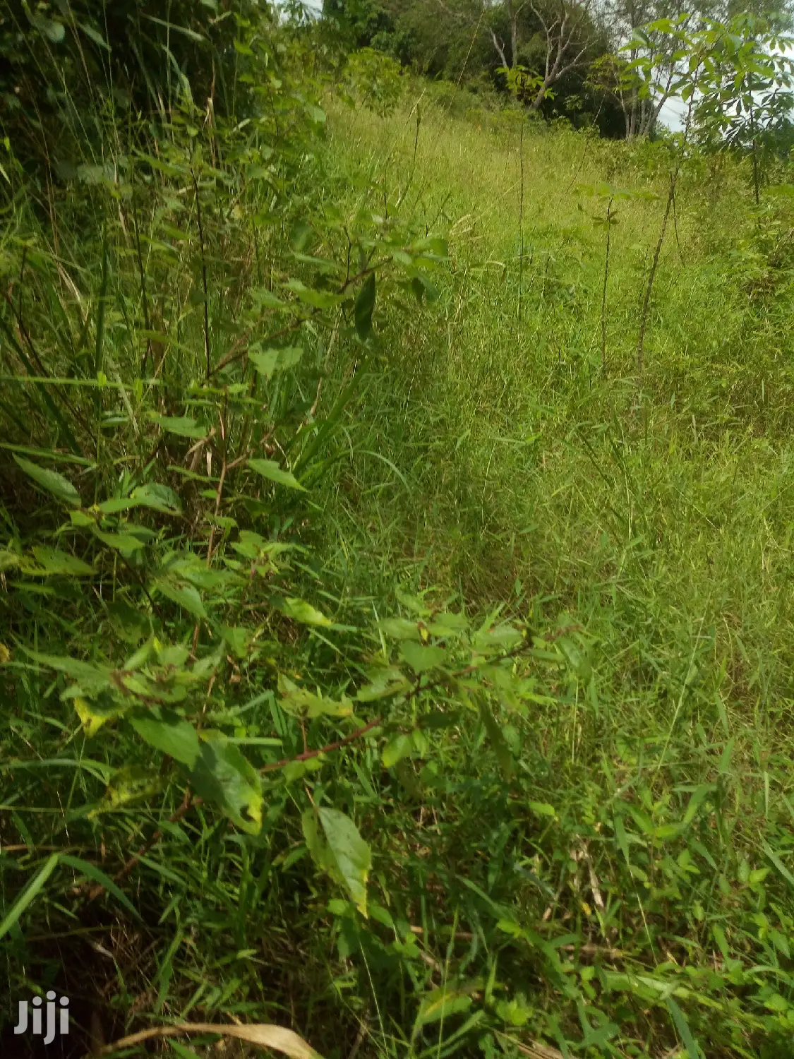 Shamba Linauzwa