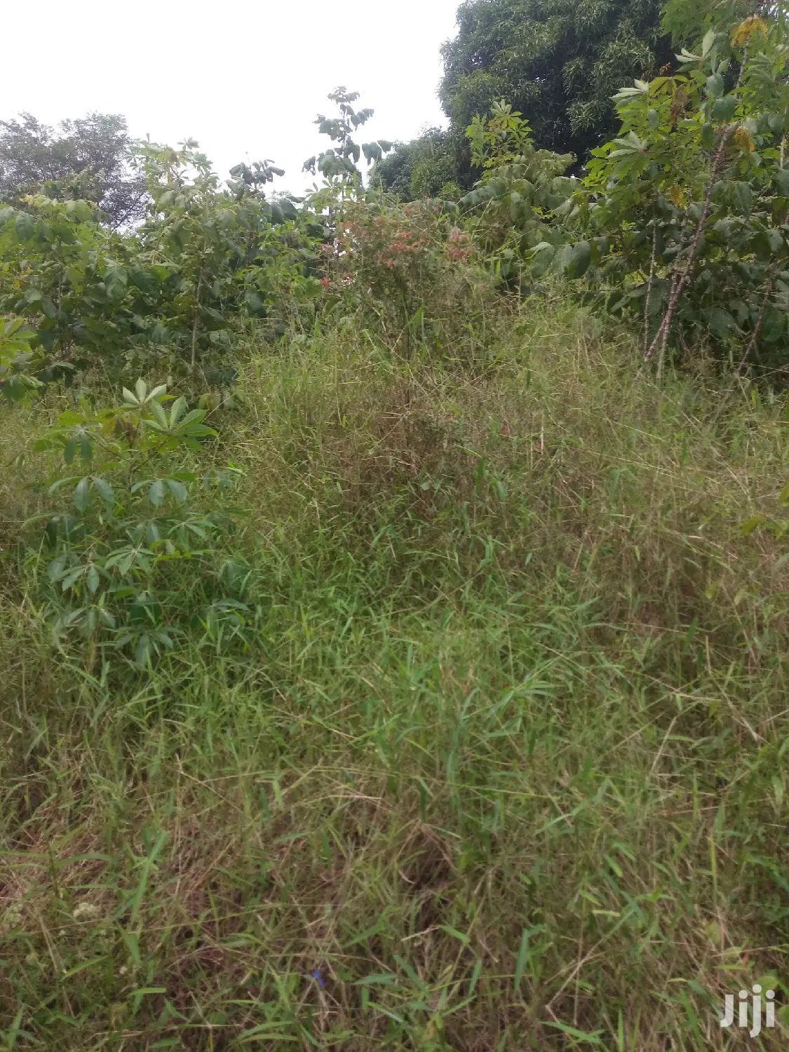 Shamba Linauzwa