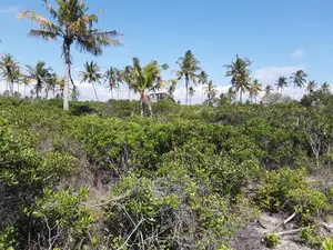 Beach Plot for Sale Pangani