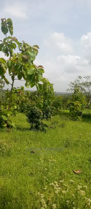 Mashamba Bora Kwa Kilimo Mashamba Safi Kwa Kilimo Kiwangwa
