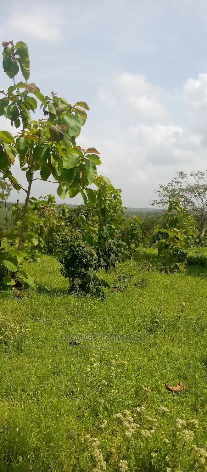 Mashamba Bora Kwa Kilimo Mashamba Safi Kwa Kilimo Kiwangwa