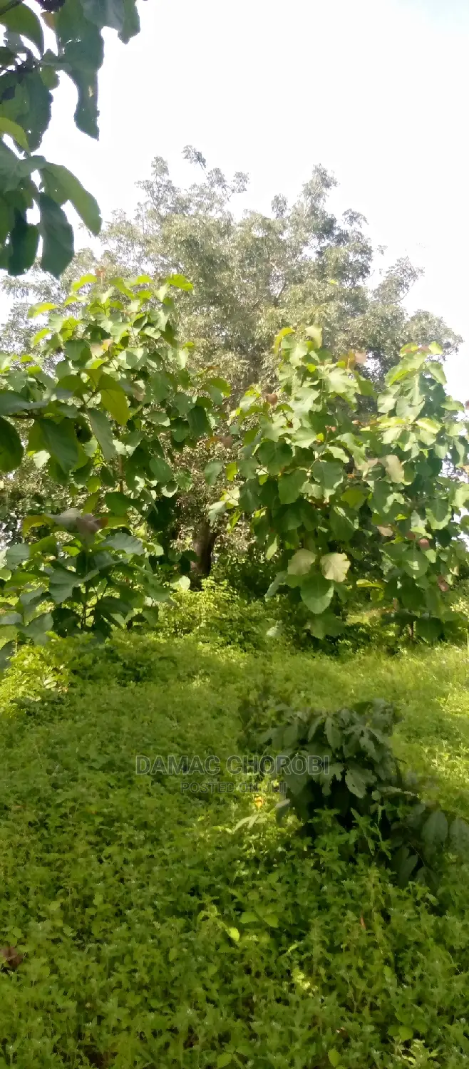 Mashamba Bora Kwa Kilimo Mashamba Safi Kwa Kilimo Kiwangwa