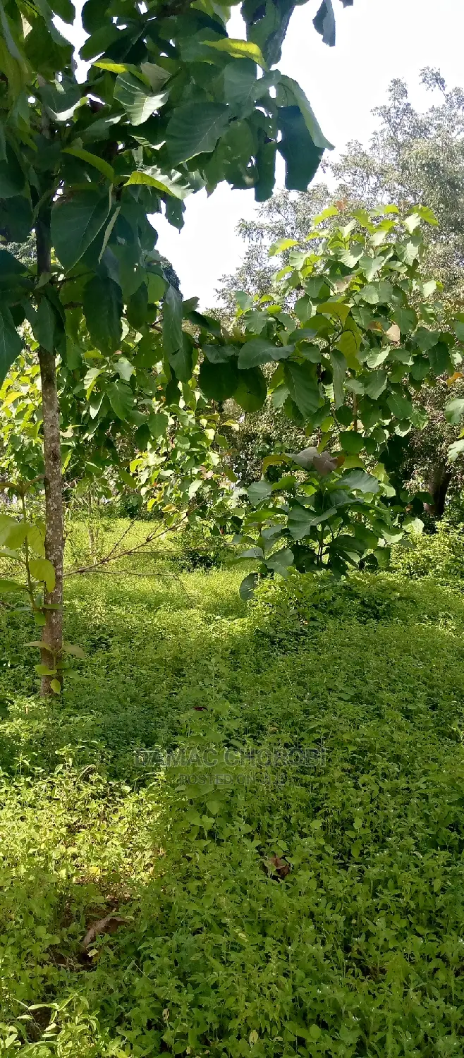 Mashamba Bora Kwa Kilimo Mashamba Safi Kwa Kilimo Kiwangwa