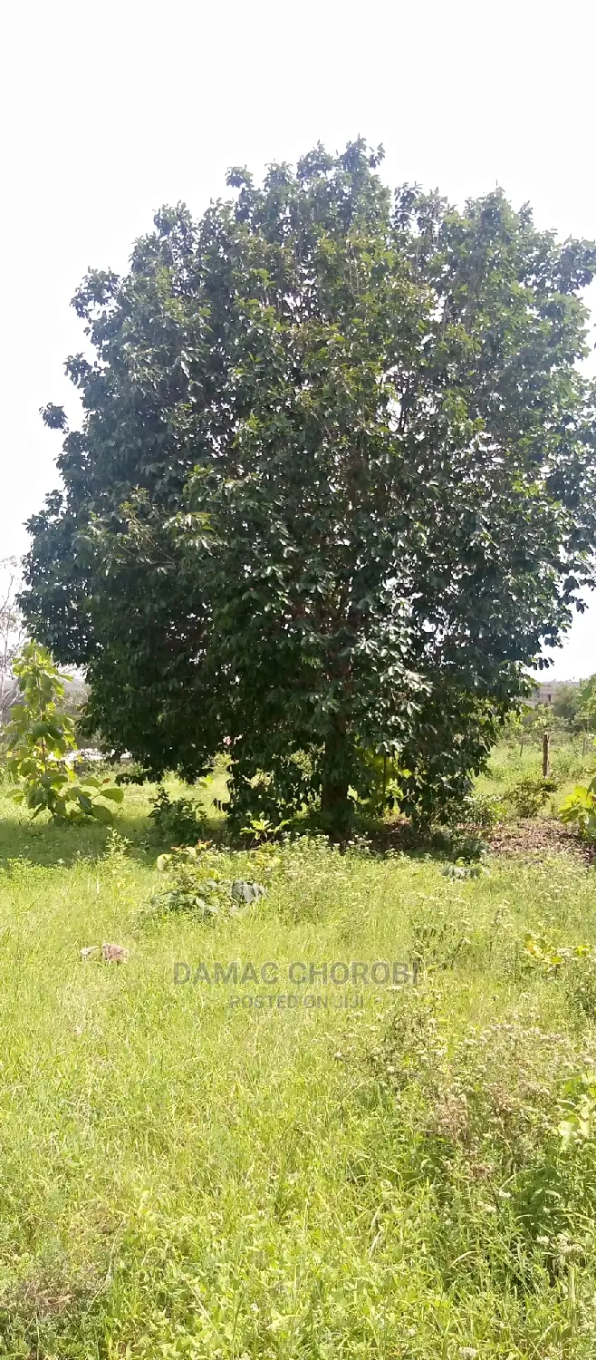 Mashamba Bora Kwa Kilimo Mashamba Safi Kwa Kilimo Kiwangwa