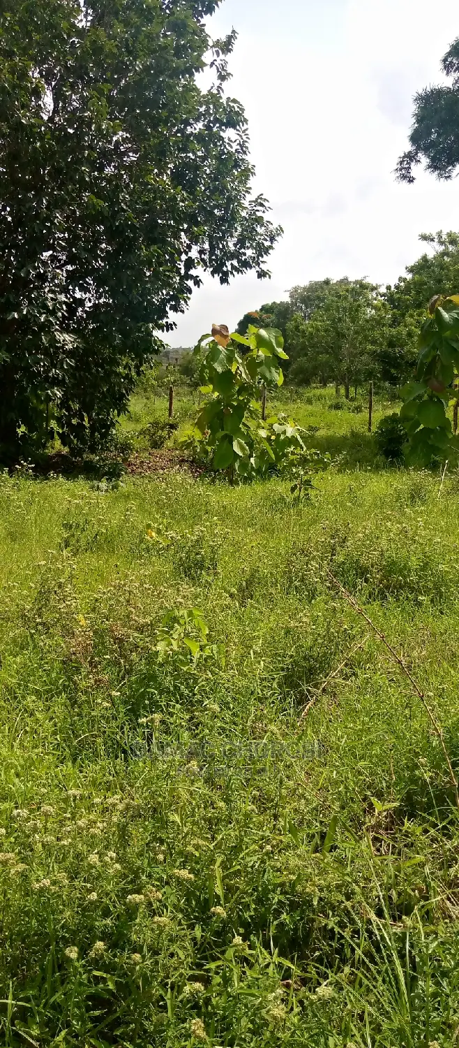 Mashamba Bora Kwa Kilimo Mashamba Safi Kwa Kilimo Kiwangwa