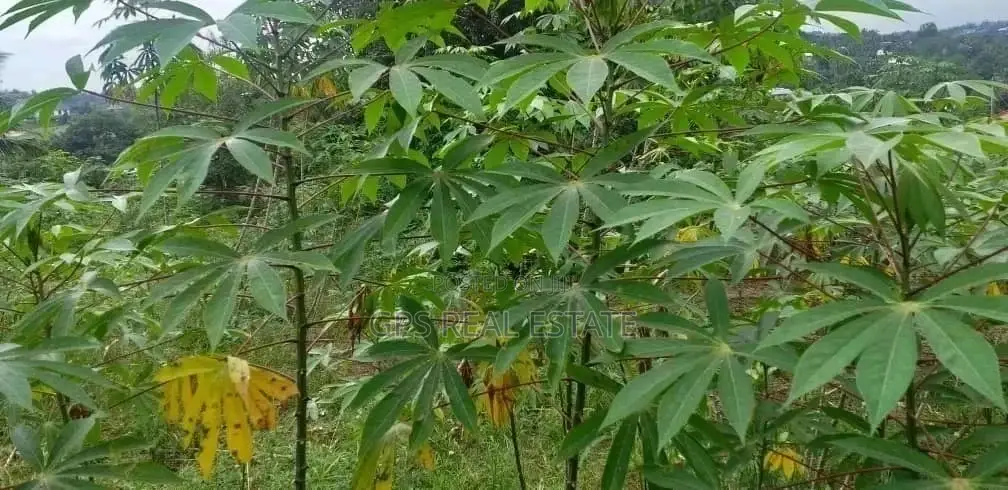 Plot for Sale