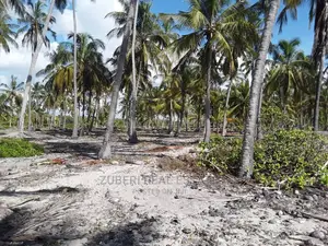 Sange Incredible Beach !