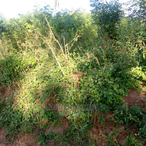 Acre 100000 Zinauzwa Songea