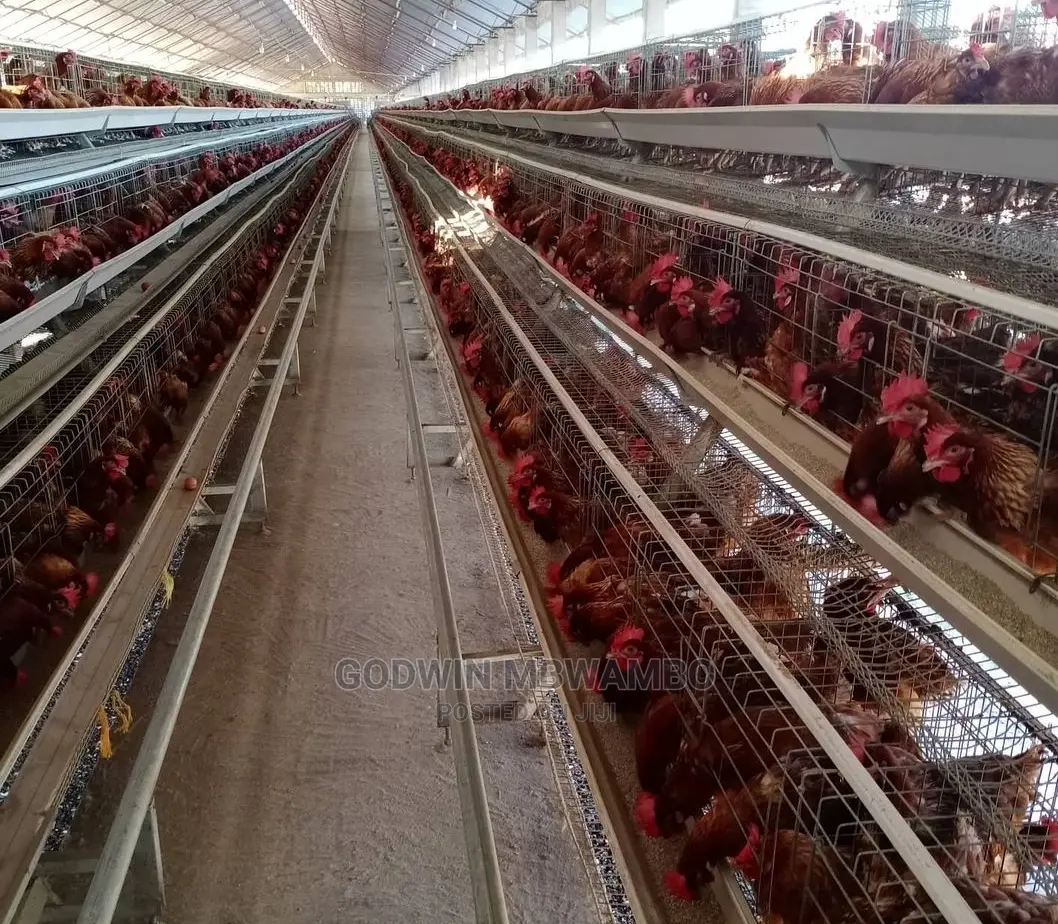 Tunauza Cages Za Kuku Wa Mayai