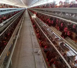 Tunauza Cages Za Kuku Wa Mayai