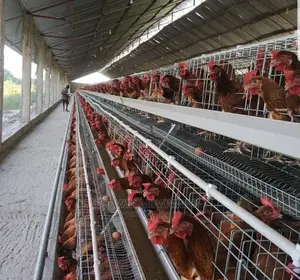 Tunauza Cages Za Kuku Wa Mayai