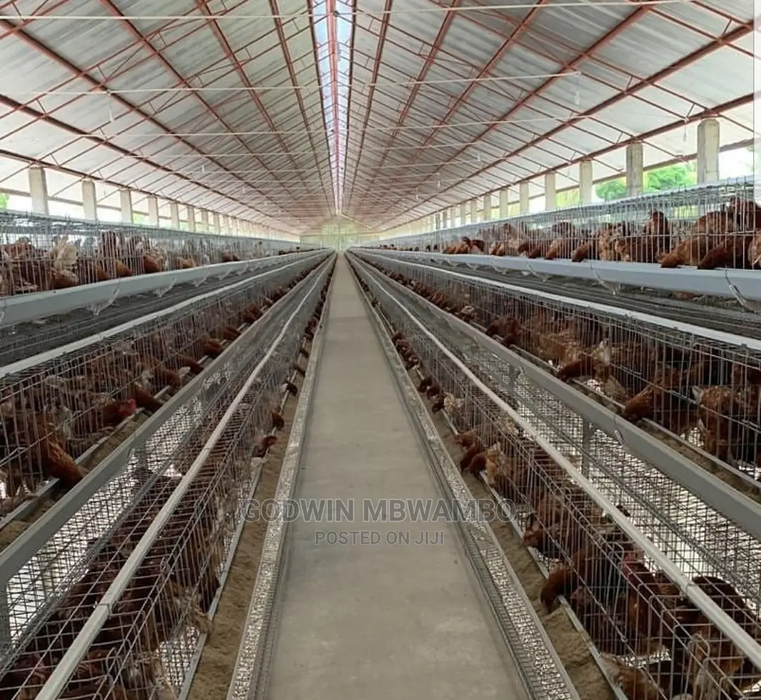 Tunauza Cages Za Kuku Wa Mayai