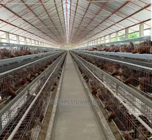 Tunauza Cages Za Kuku Wa Mayai
