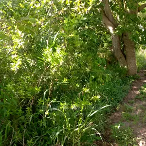 Mashamba Bora Kwa Kilimo Kiwangwa