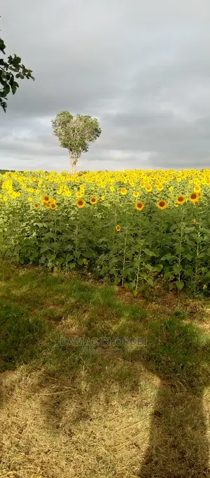 Shamba Lipo Kiwangwa-Bago Linauzwa Acre 16