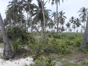 Sange Beach Plot for Sale