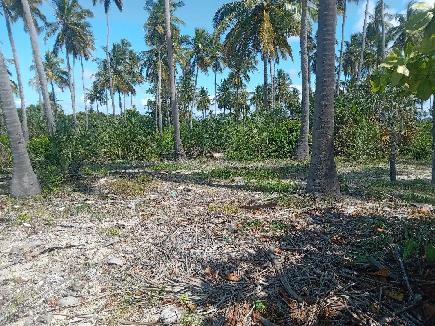 Nauza Beach Proti Mkwaja Pangani Tanga