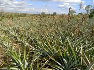 Shamba Linauzwa