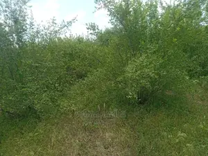 Shamba Linauzwa Kiwangwa