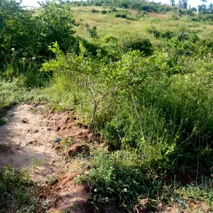 Shamba Acre 1000 Zinauzwa Mkata