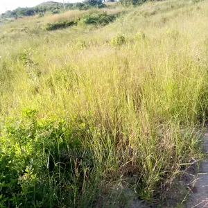 Shamba Acre 1000 Zinauzwa Mkata