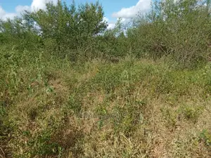 Shamba Linauzwa Kiwangwa