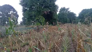 Shamba Linauzwa Kiwangwa Bago