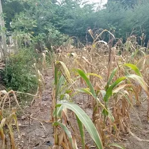 Plot for Sale ( Airpot )