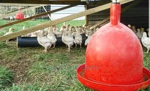 Tunauza Bell Automatic Drinker/Mfumo Wa Kunyweshea Maji Kuku