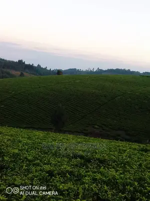 Shamba LA Chai Linauzwa