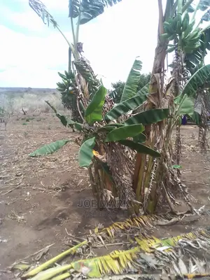 Shamba Linauzwa Handeni