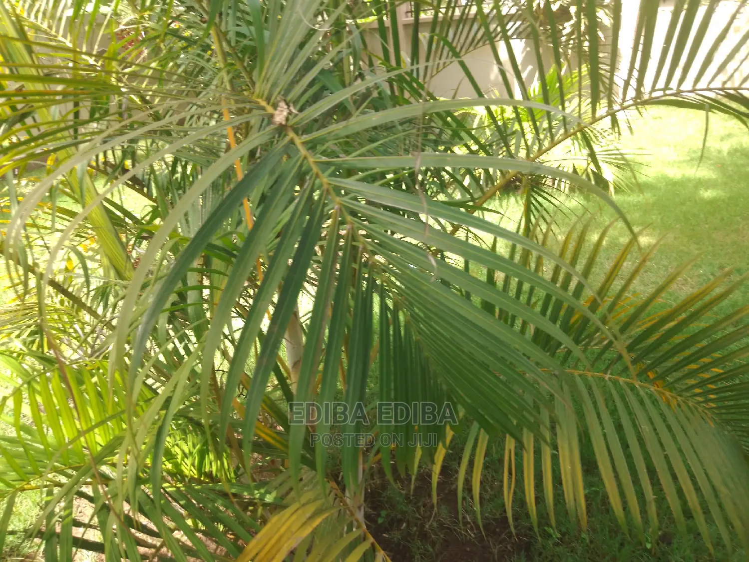 2800 Sqm Plot for Sale at Burka