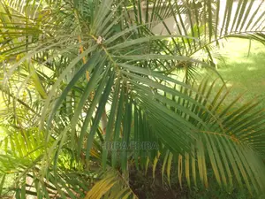 2800 Sqm Plot for Sale at Burka