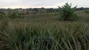 Shamba LA Kulima Mananasi Linauzwa