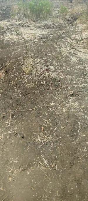 Acre 3500 Kw Kilimo Cha Mpunga